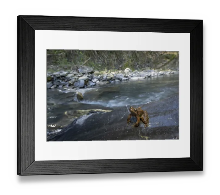 Framed Print : A frog on a rock by a flowing stream in a lush forest environment Framed Print : A frog on a rock by a flowing stream in a lush forest environment