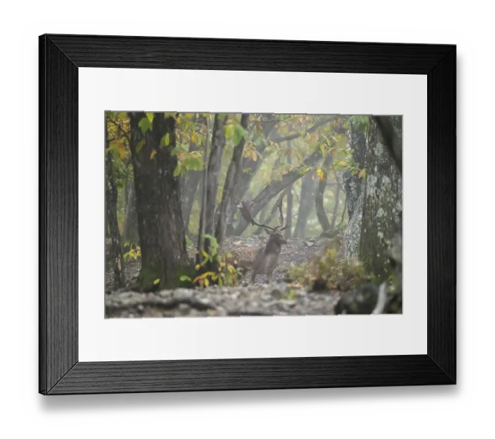 Framed Print : A fallow deer stands in a misty autumn forest surrounded by tall trees and colorful leaves