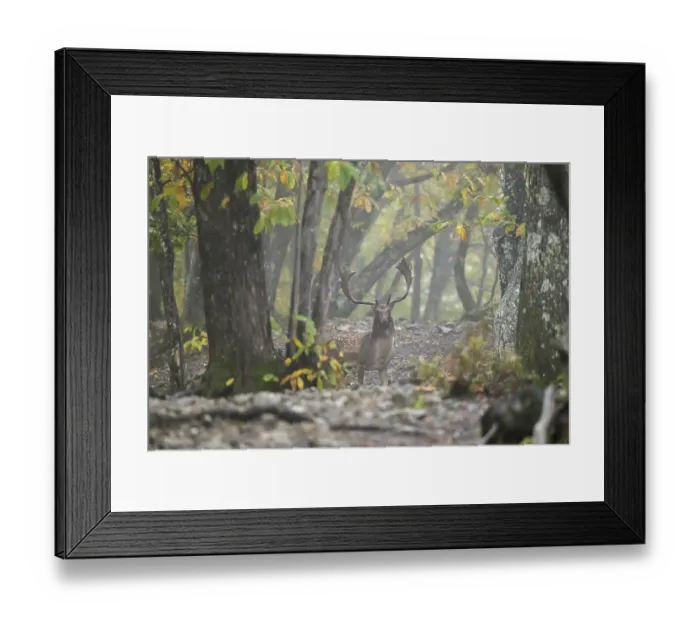 Framed Print : Fallow deer with large antlers stands amidst a foggy Framed Print : Fallow deer with large antlers stands amidst a foggy