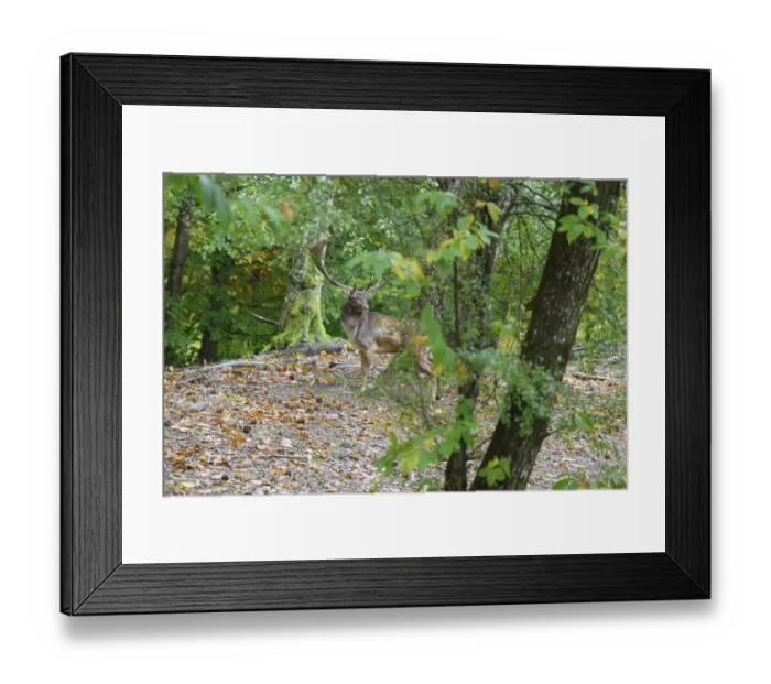 Framed Print : A fallow deer with antlers standing on a leaf-covered ground in a green forest setting