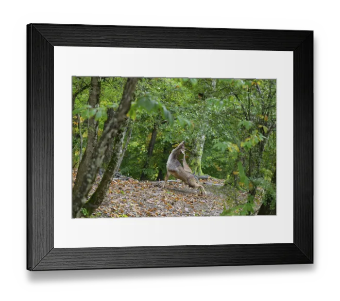 Framed Print : Fallow deer in an active pose among vibrant green trees and fallen leaves in an autumn forest Framed Print : Fallow deer in an active pose among vibrant green trees and fallen leaves in an autumn forest