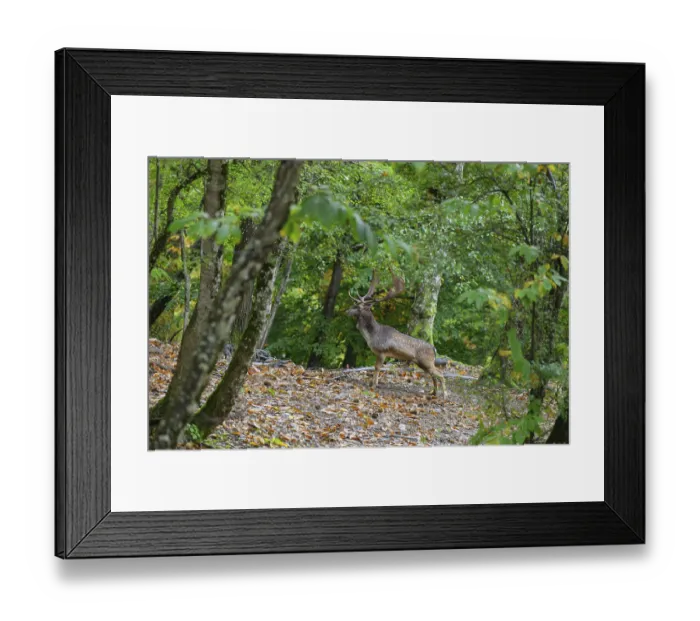 Framed Print : Standing fallow deer in a green forest
