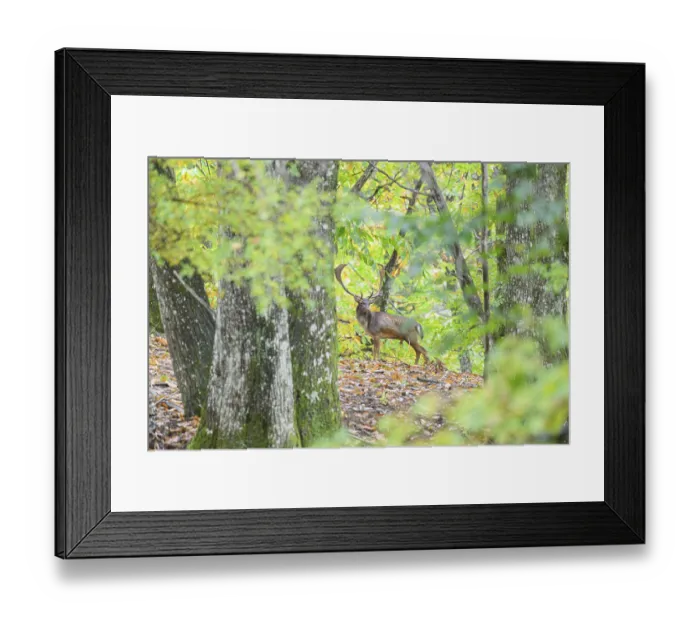 Framed Print : A fallow deer camouflaged within the green autumn forest