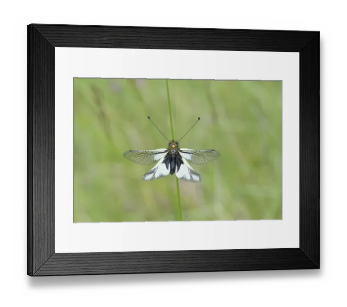 Framed Print : A delicate dragonfly with black and white wings resting on a green stem against a blurred green background