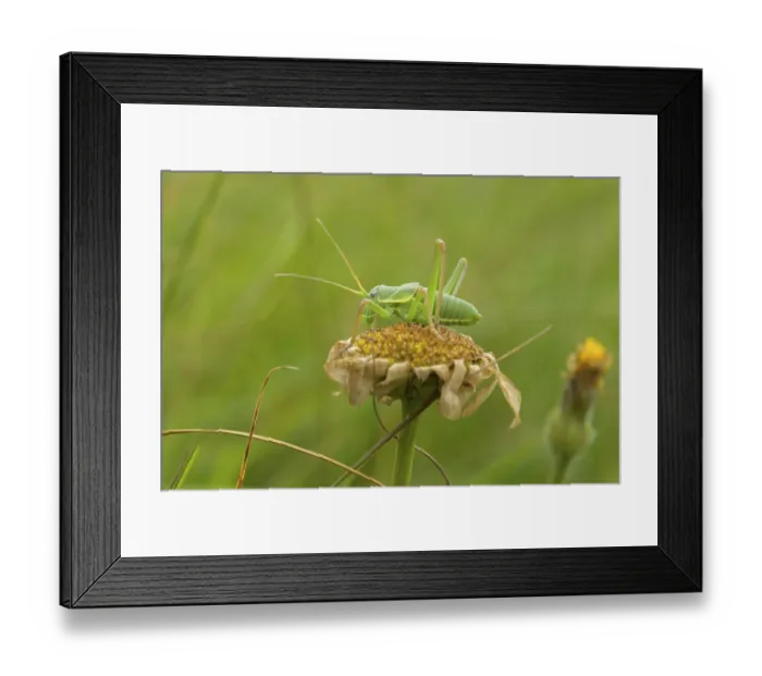 Framed Print : A grasshopper perched on a wilted flower in a green natural setting