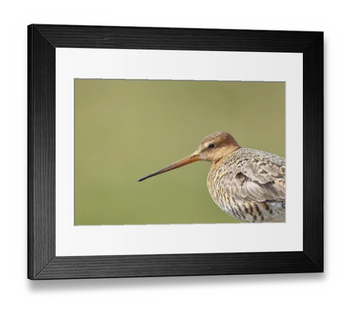 Framed Print : Blacktail (Limosa limosa), sitting room Framed Print : Blacktail (Limosa limosa), sitting room