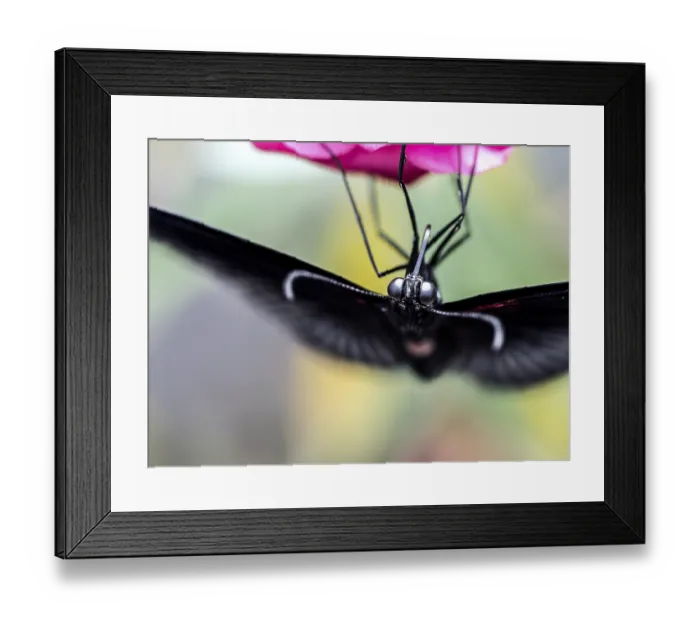 Framed Print : Black Butterfly Macro Close-Up on Pink Flower Showing Compound Eyes Framed Print : Black Butterfly Macro Close-Up on Pink Flower Showing Compound Eyes