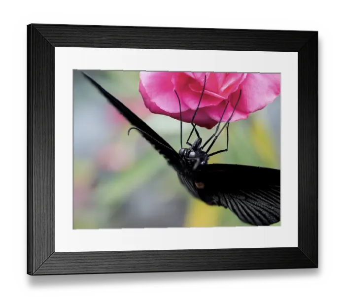 Framed Print : Black Butterfly Macro Feeding on a Pink Rose - Close-Up Showing Wings