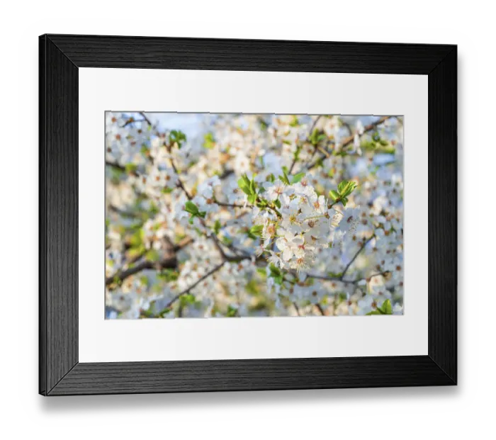Framed Print : Beautiful cherry blooming tree close up during spring season Framed Print : Beautiful cherry blooming tree close up during spring season