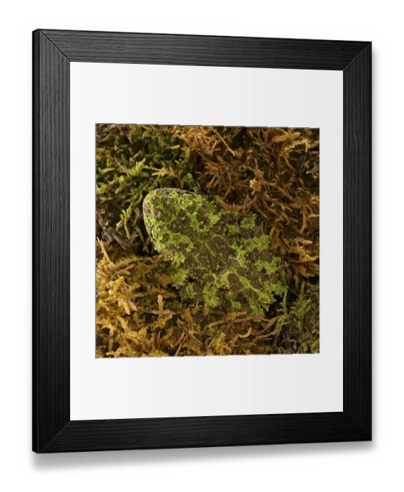 Framed Print : Theloderma corticale, exposition, Italy