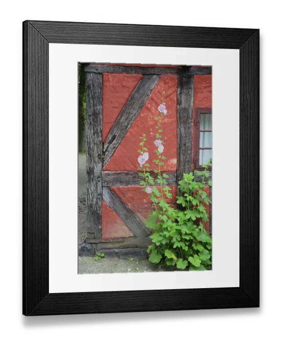 Framed Print : Hollyhocks by the window of a red half-timbered house in Den gamle by Framed Print : Hollyhocks by the window of a red half-timbered house in Den gamle by