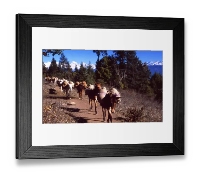 Framed Print : Nepal Horse Trail and Transport Framed Print : Nepal Horse Trail and Transport