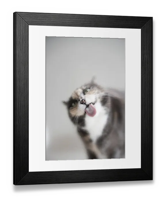 Framed Print : Domestic cat with outstretched tongue Framed Print : Domestic cat with outstretched tongue