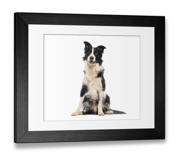 Framed Print : Border collie sitting and panting