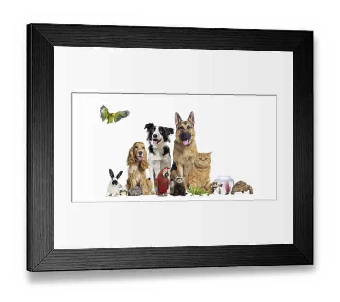 Framed Print : Variety of companion animals including dogs Framed Print : Variety of companion animals including dogs