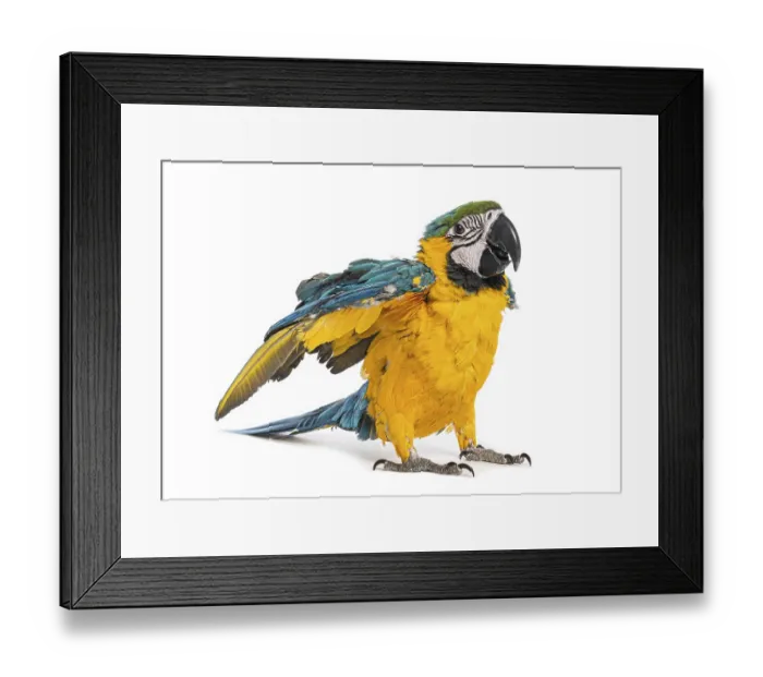 Framed Print : Eight month old blue and yellow macaw - ara ararauna - partially spreading its wings
