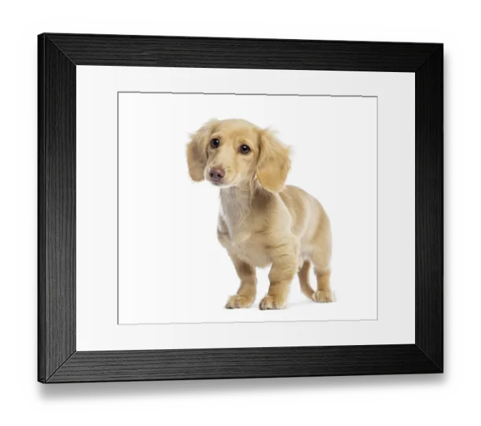 Framed Print : Cream colored miniature dachshund puppy standing and looking curious on a white background Framed Print : Cream colored miniature dachshund puppy standing and looking curious on a white background
