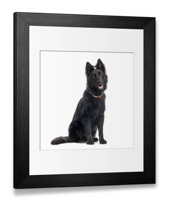 Framed Print : Studio shot of a black old german shepherd dog sitting and panting Framed Print : Studio shot of a black old german shepherd dog sitting and panting