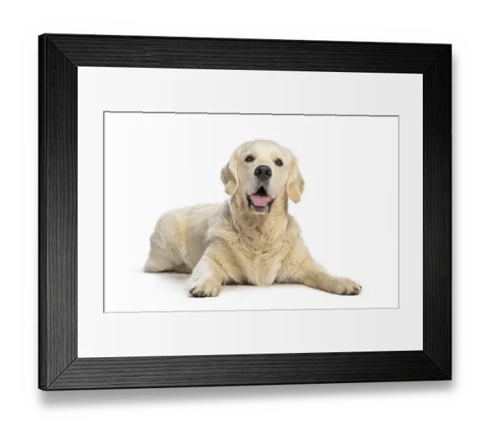 Framed Print : Golden retriever dog lying down