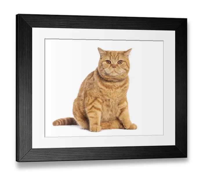 Framed Print : British shorthair cat sitting and staring on white background