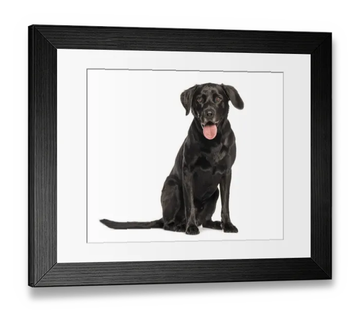 Framed Print : Studio shot of a beautiful black labrador retriever sitting and panting against a white background Framed Print : Studio shot of a beautiful black labrador retriever sitting and panting against a white background