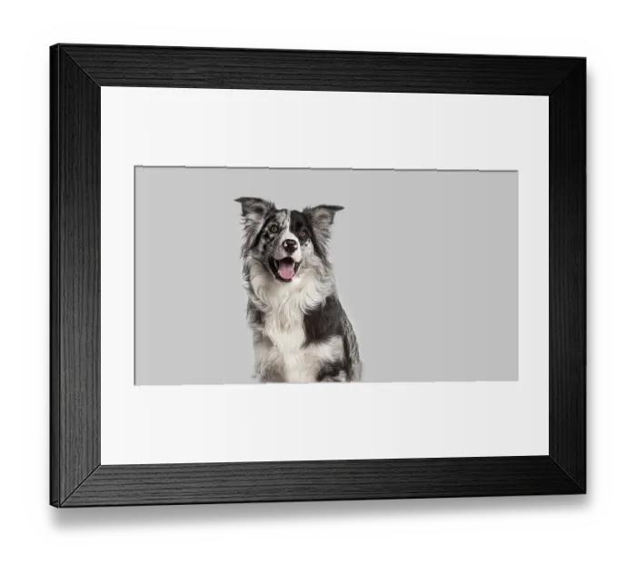 Framed Print : Head shot of a Attentive border collie dog sitting