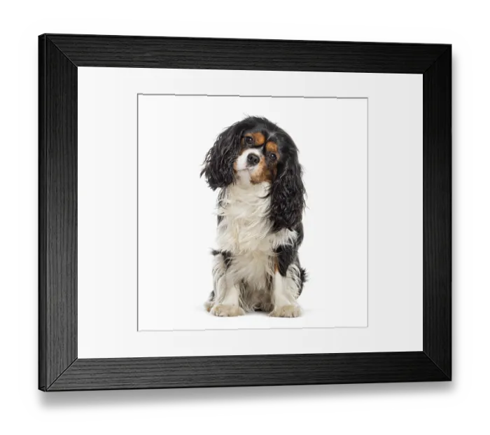 Framed Print : Cavalier King Charles Spaniel looking at the camera head tilted Framed Print : Cavalier King Charles Spaniel looking at the camera head tilted