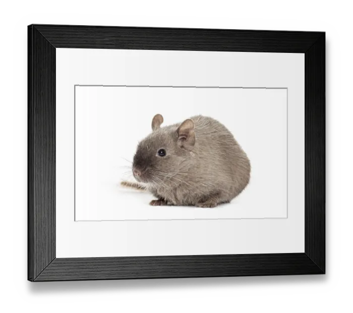 Framed Print : Brown Common degu, Octodon degus