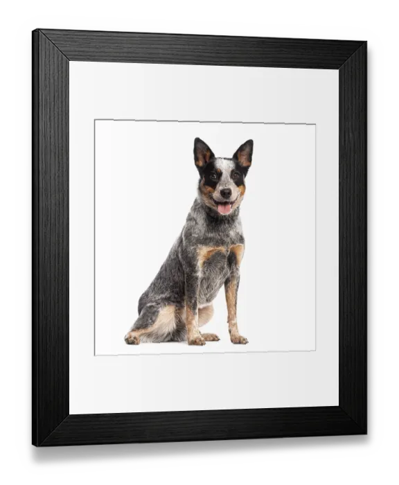 Framed Print : Sitting and panting Australian Cattle Dog looking at the camera