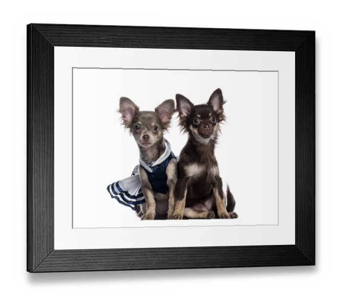 Framed Print : Two adorable chihuahua puppies sitting side by side against a white background Framed Print : Two adorable chihuahua puppies sitting side by side against a white background