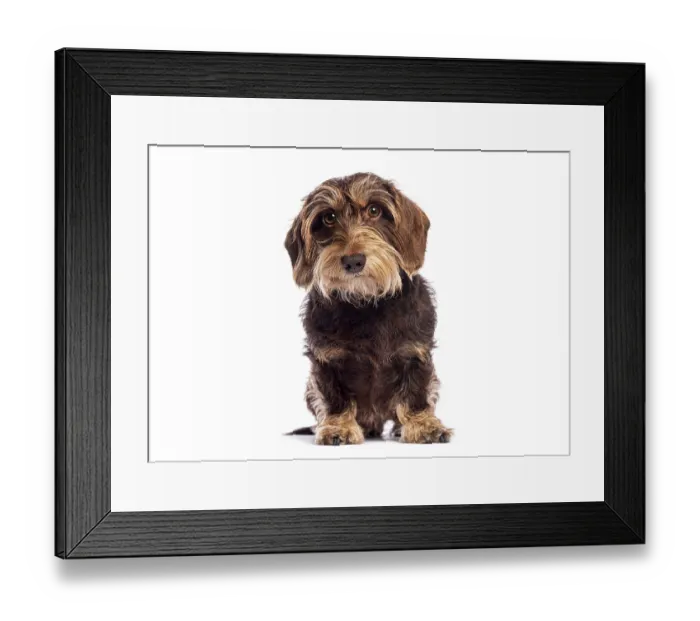 Framed Print : Studio shot of adorable wire haired dachshund sitting on white background