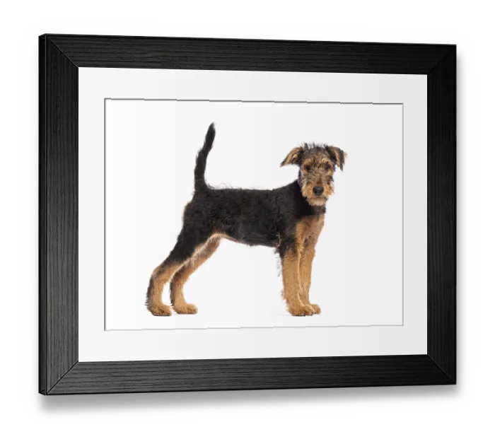 Framed Print : Adorable airedale terrier puppy standing with its tail up