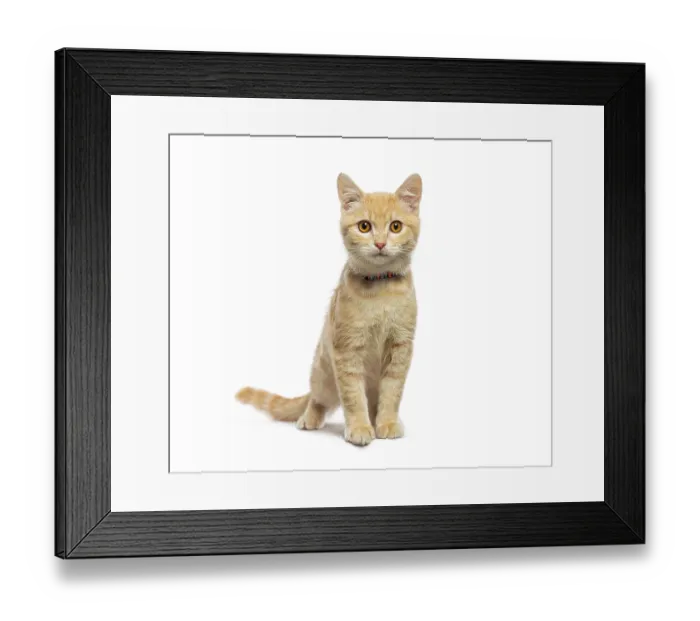 Framed Print : Adorable ginger kitten wearing a colorful collar