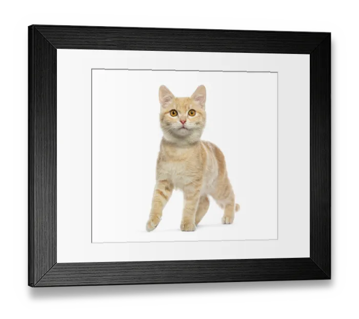 Framed Print : Adorable ginger kitten gracefully walking and exploring Framed Print : Adorable ginger kitten gracefully walking and exploring