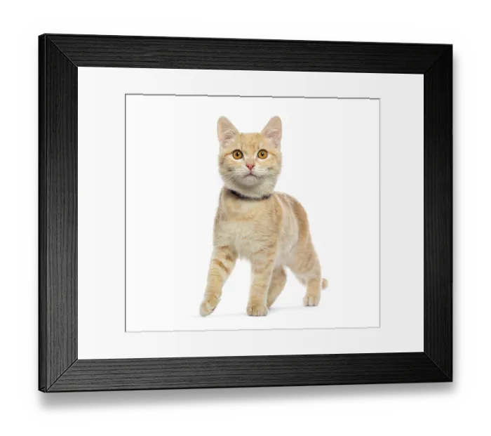 Framed Print : Adorable ginger kitten wearing a collar confidently walking forward against a white backdrop Framed Print : Adorable ginger kitten wearing a collar confidently walking forward against a white backdrop