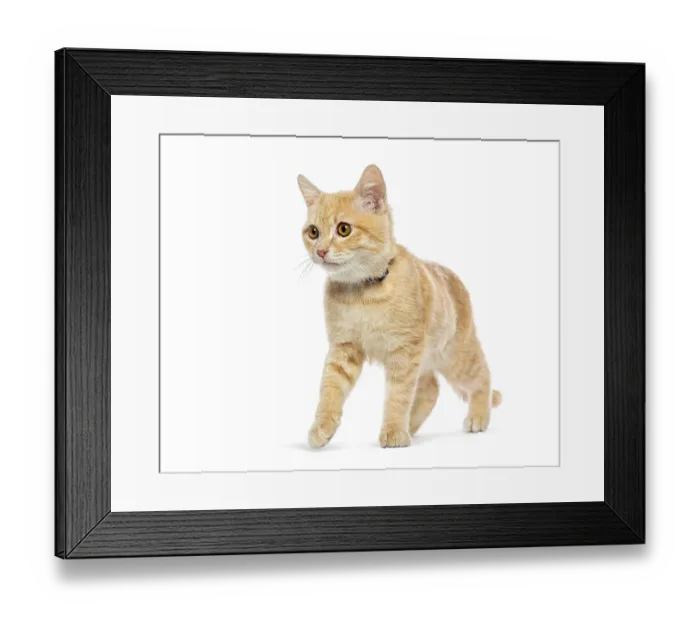 Framed Print : Adorable ginger kitten wearing a blue collar