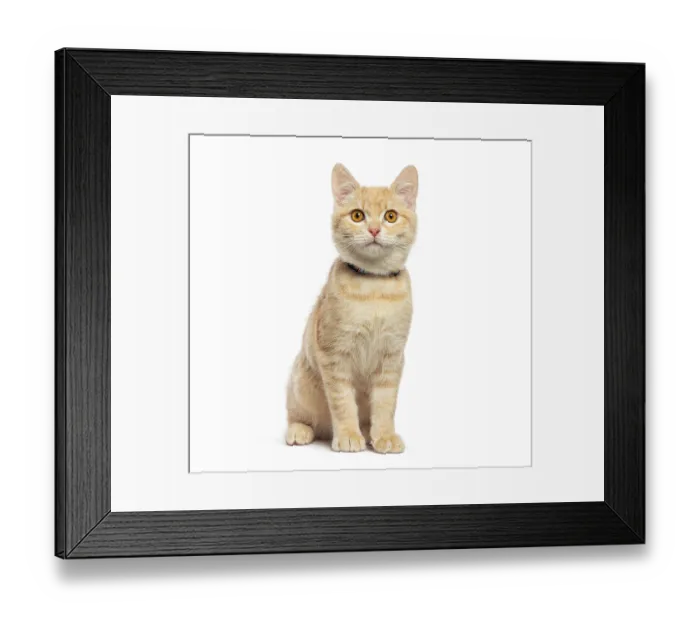 Framed Print : Cute ginger kitten wearing a collar sitting and looking up on a white background Framed Print : Cute ginger kitten wearing a collar sitting and looking up on a white background