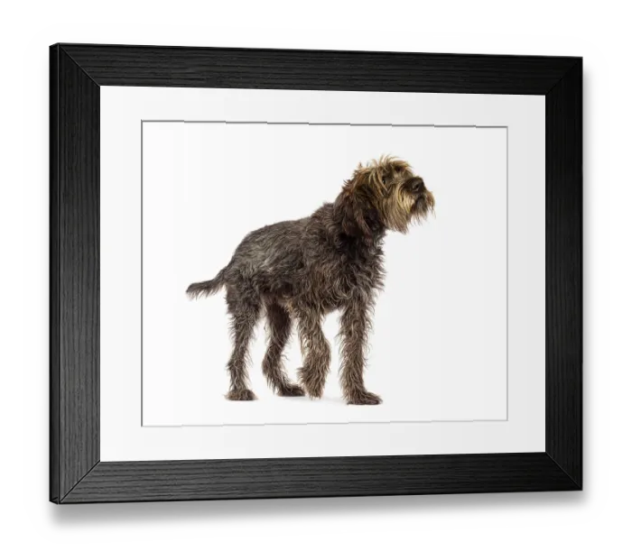Framed Print : Curious wirehaired pointing griffon walking and looking up isolated on white background Framed Print : Curious wirehaired pointing griffon walking and looking up isolated on white background