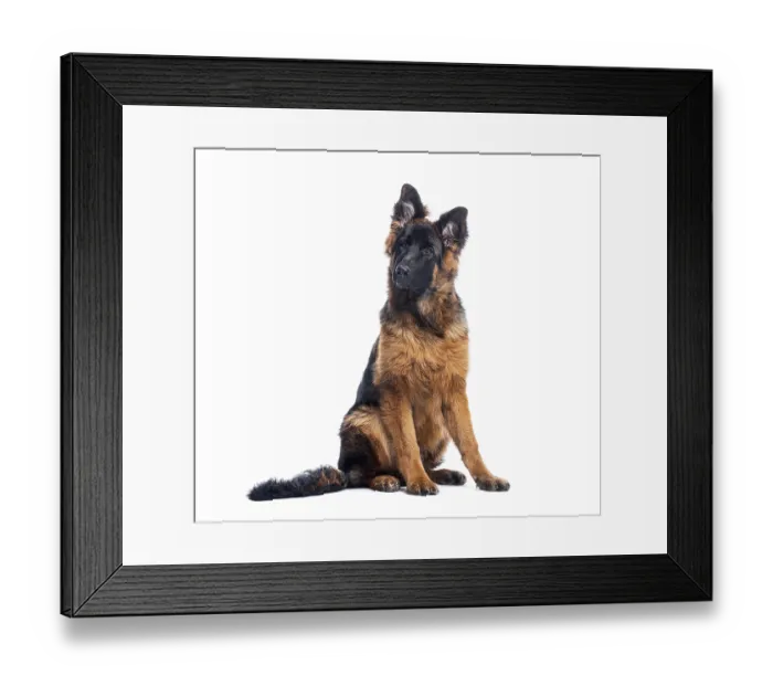 Framed Print : Adorable german shepherd puppy sitting and looking up with a curious expression