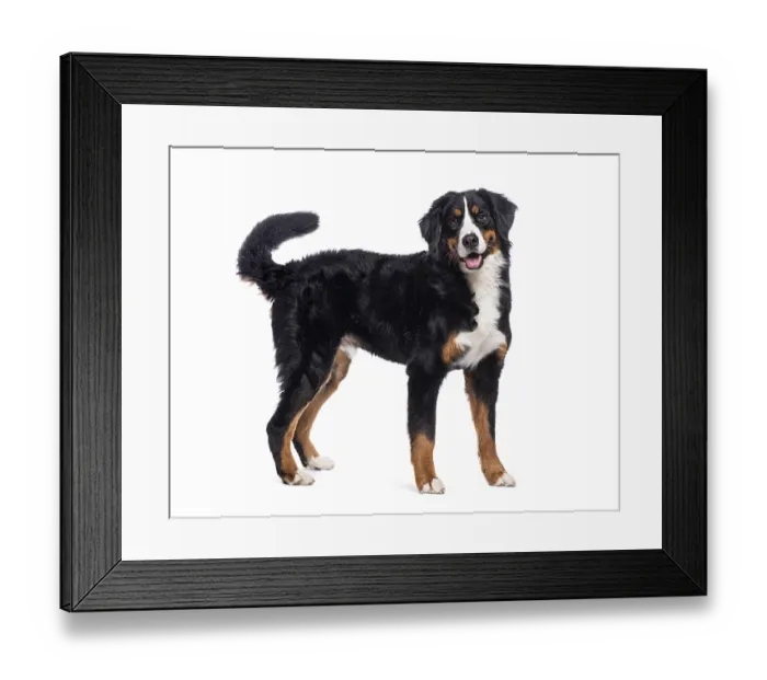Framed Print : Happy bernese mountain dog standing on a white background