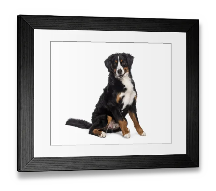Framed Print : Adorable bernese mountain dog sitting and looking satisfied on a white background