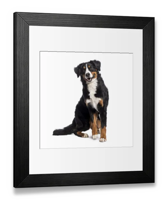 Framed Print : Happy Bernese mountain dog sitting and panting Framed Print : Happy Bernese mountain dog sitting and panting