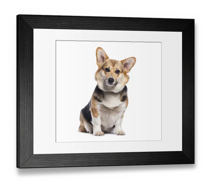 Framed Print : Studio shot of cute welsh corgi pembroke sitting and posing on white background
