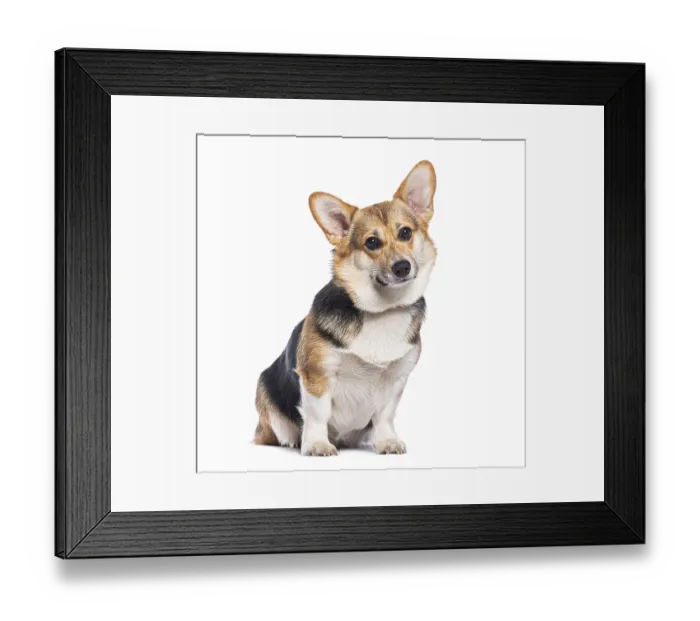 Framed Print : Adorable welsh corgi pembroke sitting and tilting its head with a curious expression Framed Print : Adorable welsh corgi pembroke sitting and tilting its head with a curious expression