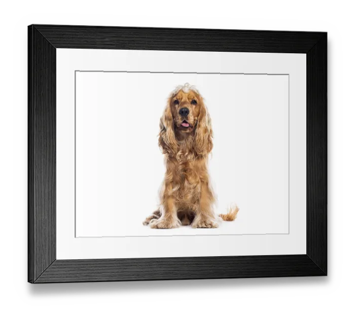 Framed Print : Studio shot of adorable english cocker spaniel sitting on white background