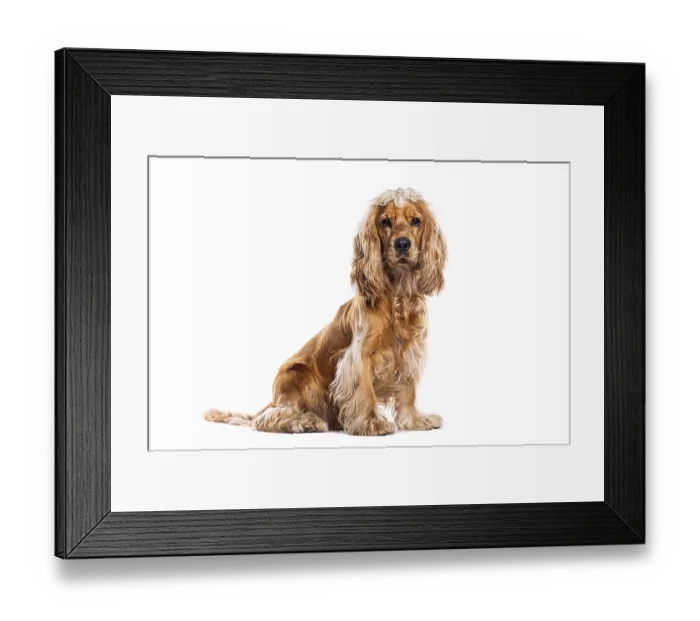 Framed Print : Adorable english cocker spaniel posing calmly