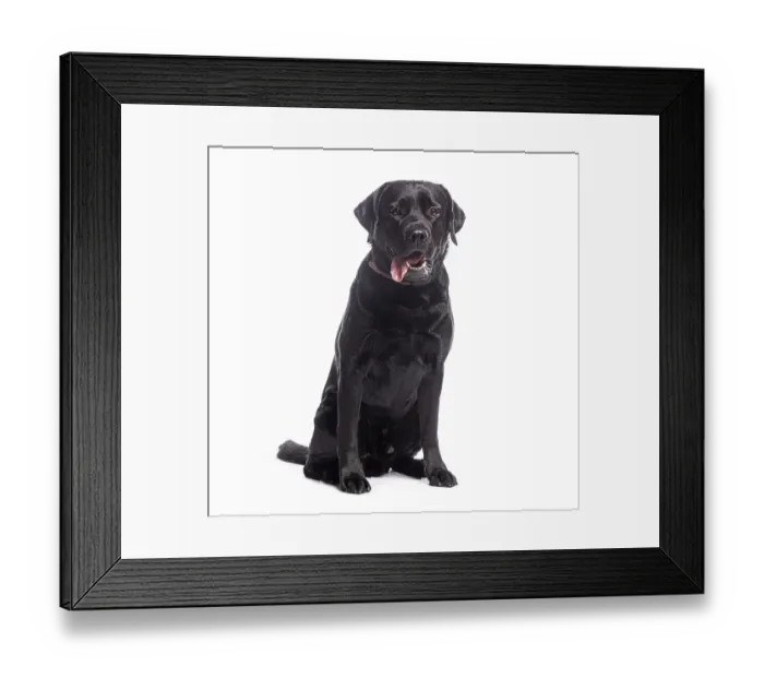 Framed Print : Studio shot of a black labrador retriever dog sitting and panting against a white background