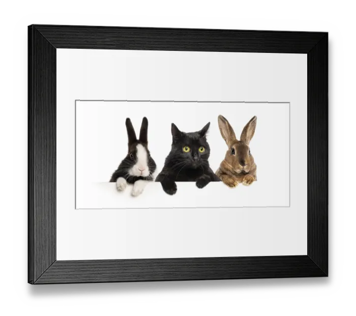 Framed Print : Group of pets, two rabbits and a black cat peeking over a white banner