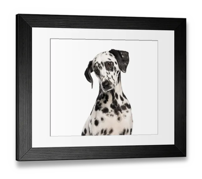 Framed Print : Head shot of a Dalmatian dog sitting and looking slightly to the side Framed Print : Head shot of a Dalmatian dog sitting and looking slightly to the side
