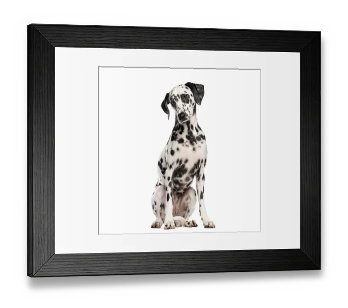 Framed Print : Dalmatian dog sitting and looking slightly to the side Framed Print : Dalmatian dog sitting and looking slightly to the side